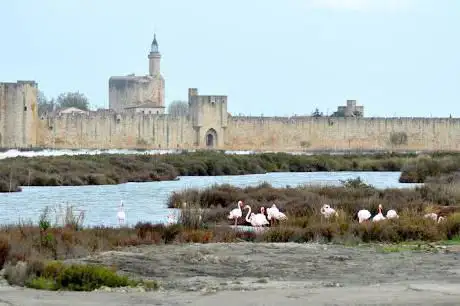 Photo de Camargue Safari Montpellier
