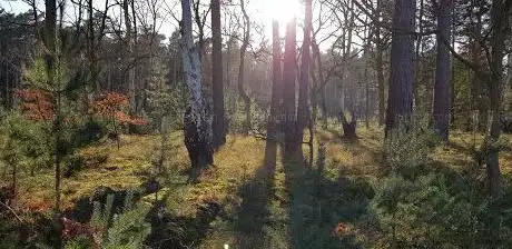 Photo de Mildenhall Woods