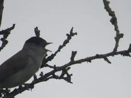 Photo de BWI Fingal Turvey South Bird Hide