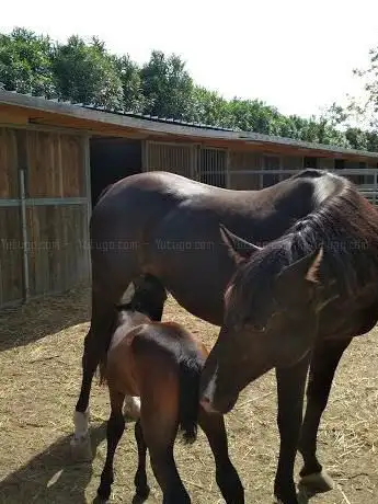 Photo de Brothers Ranch & MaDi
