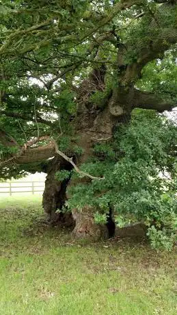 Photo de Bowthorpe Oak
