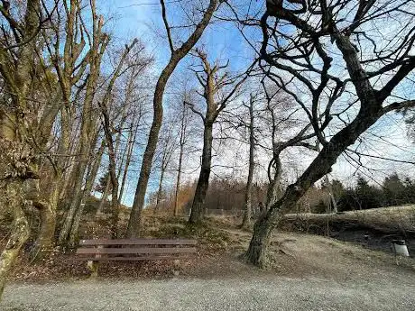 Affenbaum