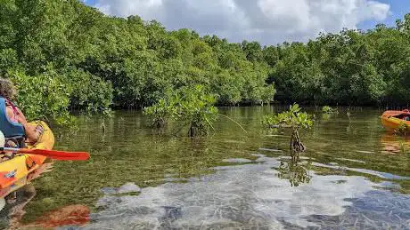 Yalodé kayak canyoning bain de forêt Guadeloupe
