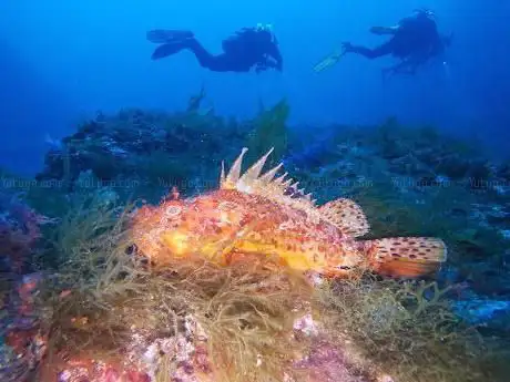 Porto Conte Diving Center