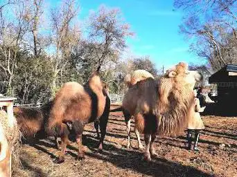 Photo de Les animaux de Fairytale
