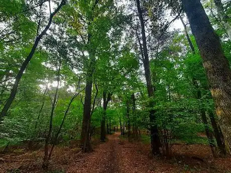 Photo de Riserva naturale orientata di Bosco Solivo