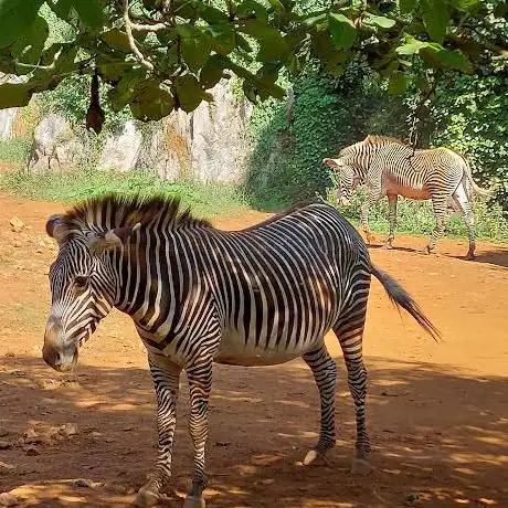 Photo de Zona de Cebras