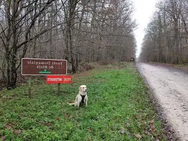 Photo de Blois Forest