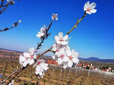 Grands Crus - Sentier Viticole