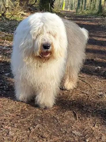 Photo de Dimmerstein