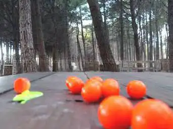 Photo de Paintball Gruissan