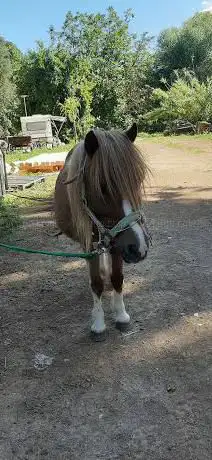 Photo de Asd Ponylandia