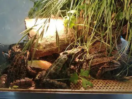 Vivarium Tablat