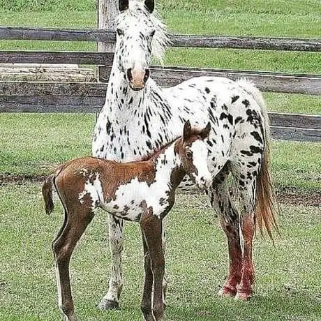 Photo de Pine Tree Equestrian Center