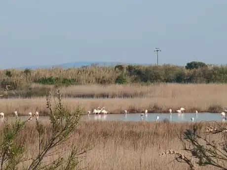 Photo de Oasi WWF Padule Orti-Bottagone