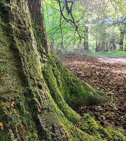 Photo de Butter Wood