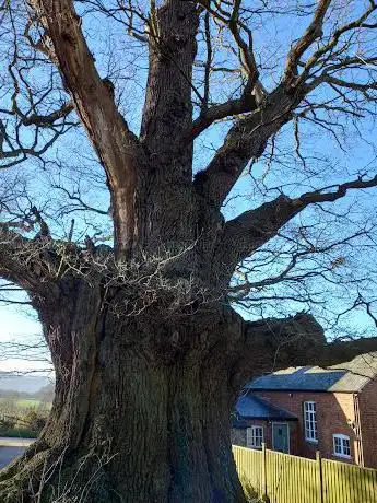 Photo de The Eardisley Oak