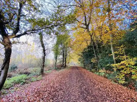 Photo de Vicarage Road Swinley Forest