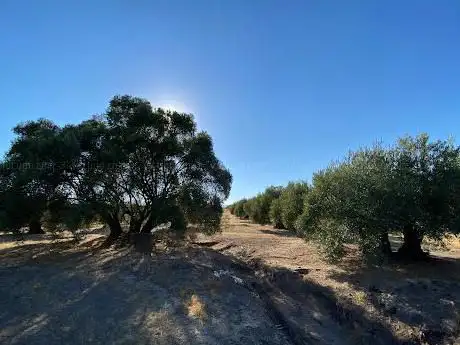 Photo de Olivo Gigante