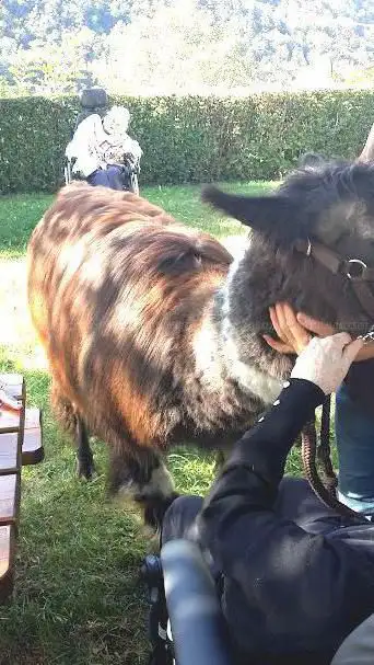 Photo de La ferme « l'ami des Andes »