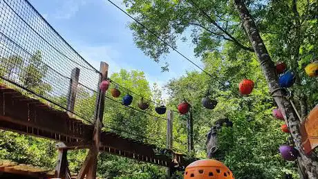 Canyon Forest