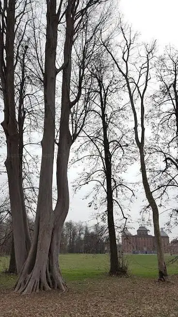 Zelkova Albero Secolare