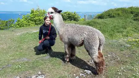 Portland Alpacas