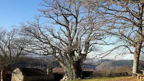 Photo de Monumento Natural El Carbayón de Llavandera