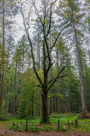 Photo de Restant van de kloostertuin van het oud-Kapucijnenklooster