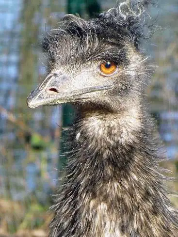 Emus