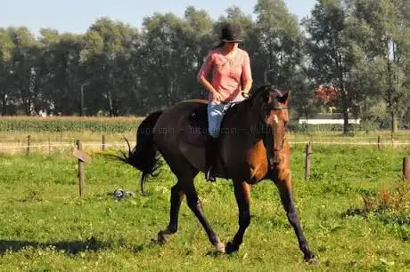 Vzw paardensprookje