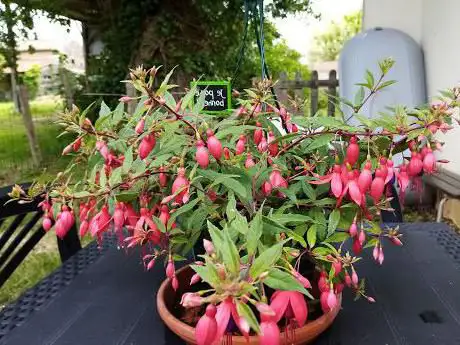 Photo de Botanical Garden