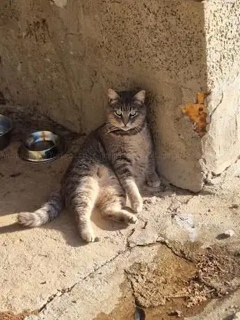 Campagna Scommu ðŸˆâ€â¬›