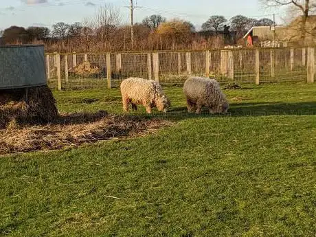Photo de The Pink Pig Farm