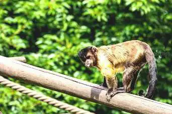 Capuchin