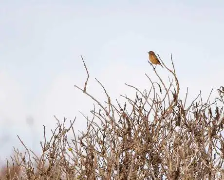 Photo de Coatham Marsh LNR