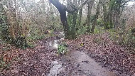 Trontrewey Fields