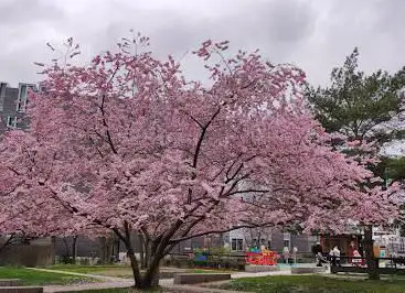 Photo de Square Cyprian Norwid