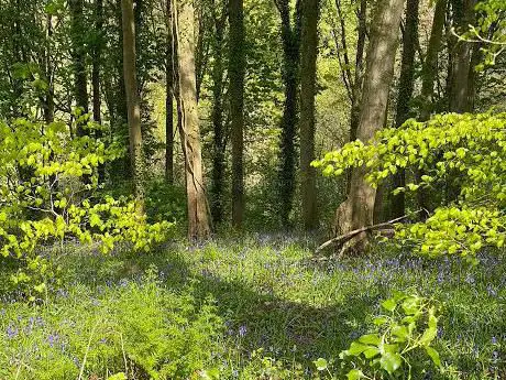 Photo de Ladies Walk - National Trust
