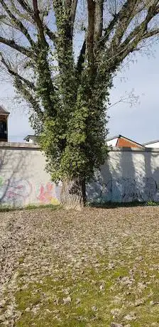 Albero Secolare