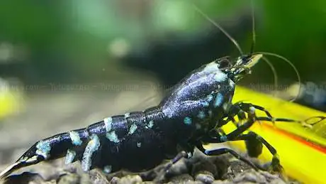 AQUASHRIMP