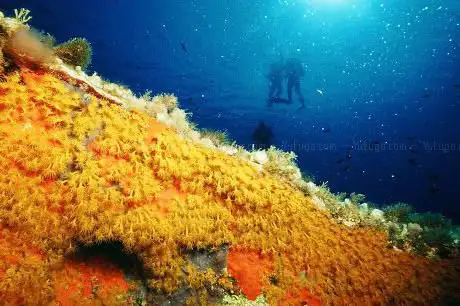 Centro Immersioni Sardegna Srl