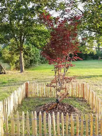 De boom van Arthur
