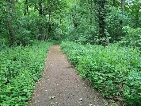 Parkin Wood
