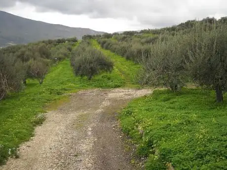 Photo de La Scala Azienda Agricola