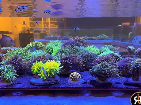 Photo de ReefTek di Stefano Ruggeri