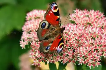 Photo de Butterflies