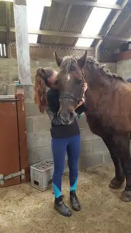 Littlemoor Stables gul Wales
