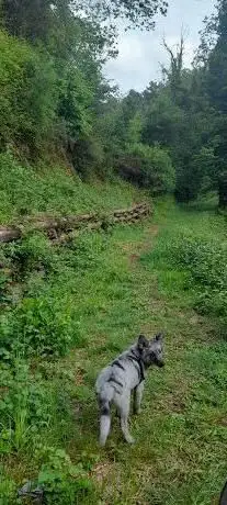Bosco della volpe