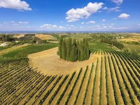 Photo de I Cipressi di Fattoria Dianella 1